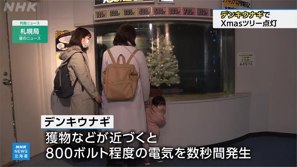 年關將近！水族館用「電鰻發電」點亮耶誕樹　富山運河夢幻燈海過耶誕