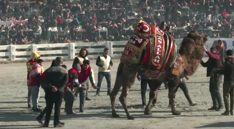 土耳其傳統祭典「駱駝摔角節」　引爆動保爭議