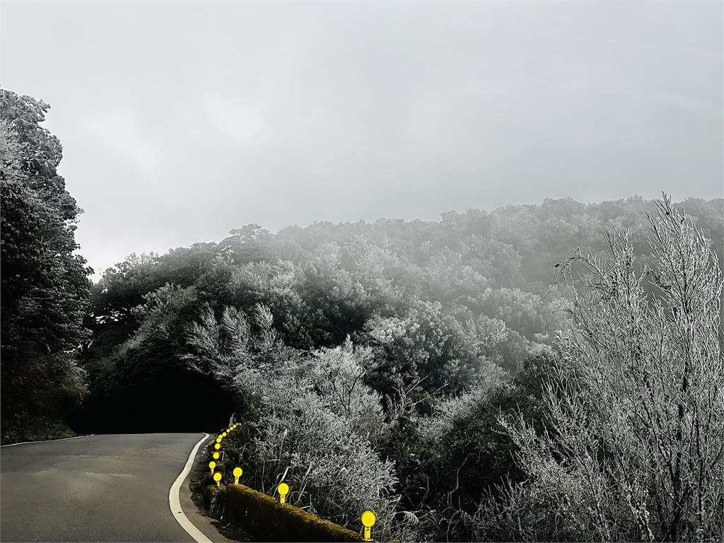 新竹也下雪了！零下2度夢幻雪景曝光　樹葉結冰如「灑了1層糖粉」
