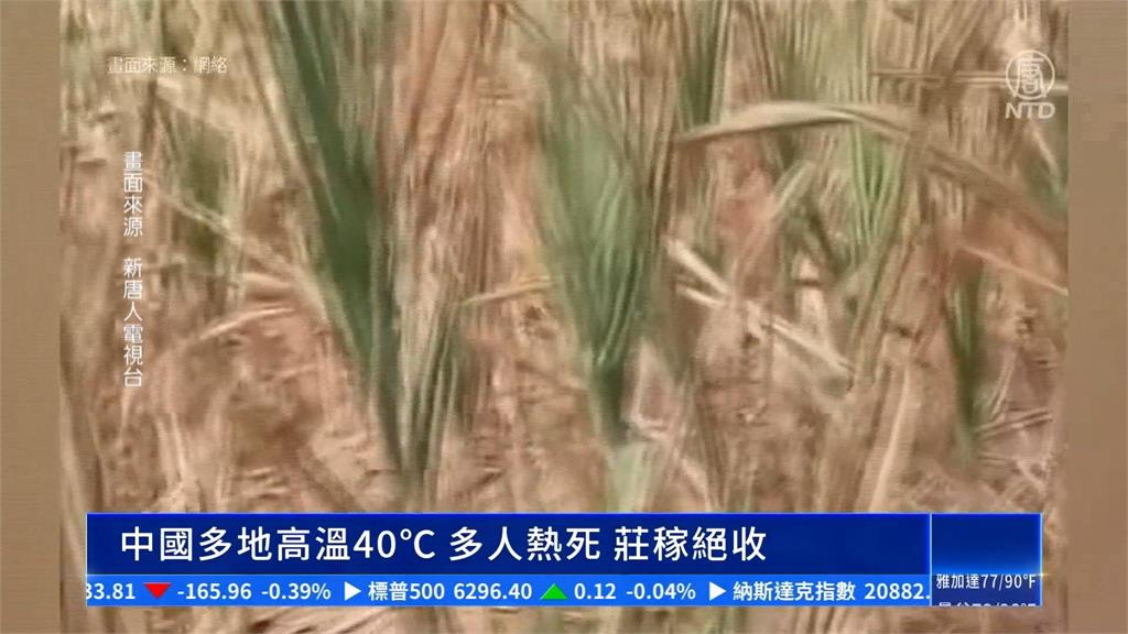 熱浪來襲！中國河南高溫飆44度　蚊子、螞蟻活活熱死