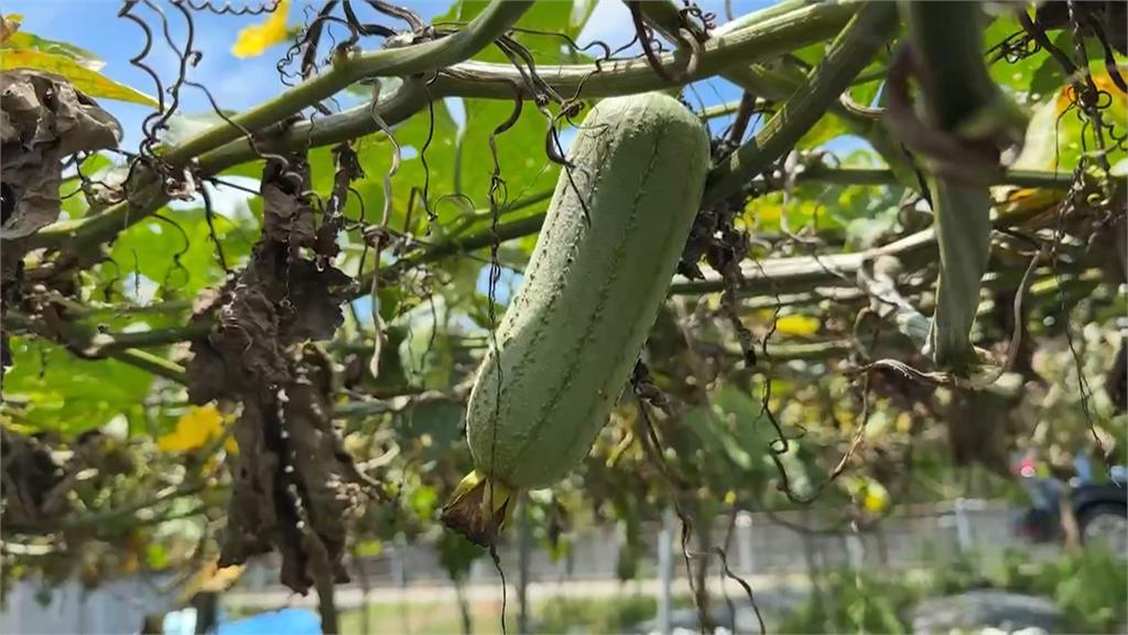 颱風後烤肉搭檔價格狂飆 民眾:太貴不如出去吃