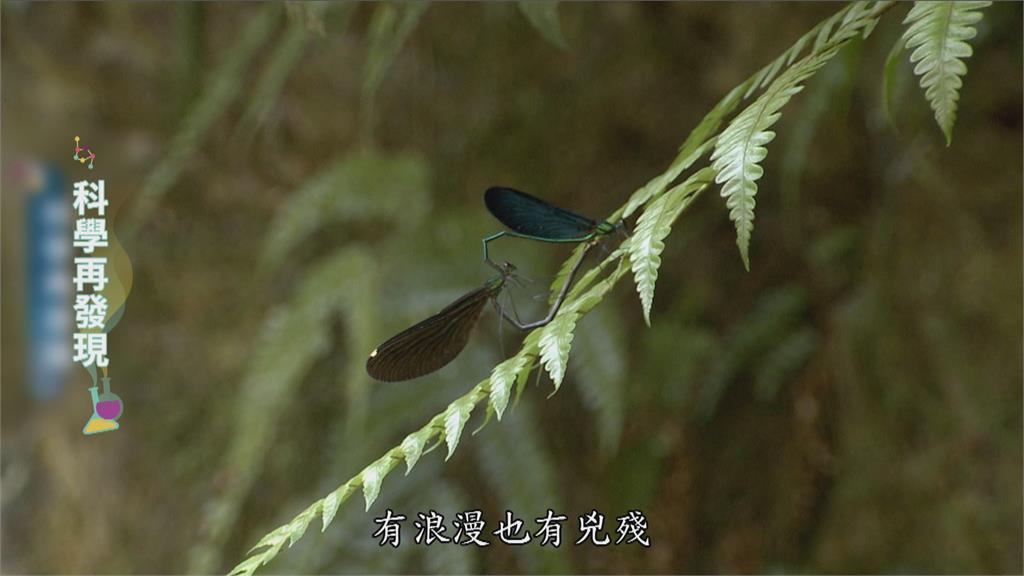 大自然愛情教室 探索昆蟲世界的奧妙