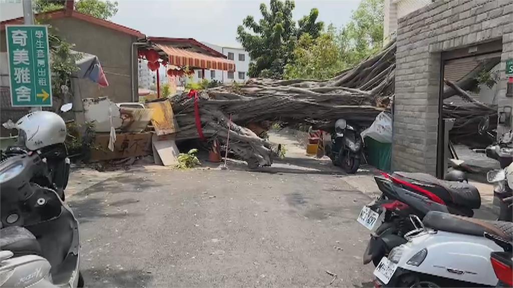 碰!巨大榕樹疑根部病變突斷裂 壓垮民宅遮雨棚、兩機車