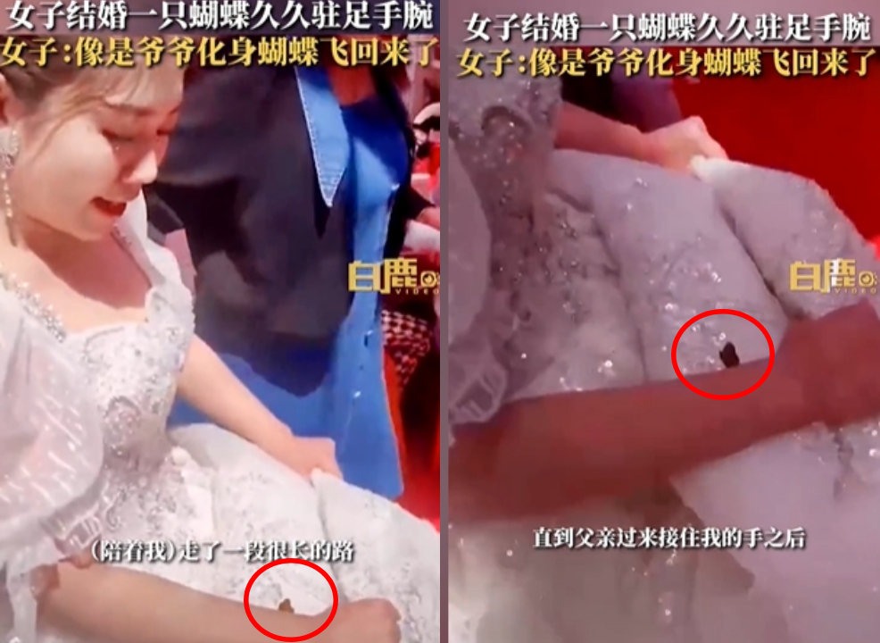 化成蝶也要送你出嫁…蝴蝶「牽」新娘走紅毯 她鼻酸:阿公來了