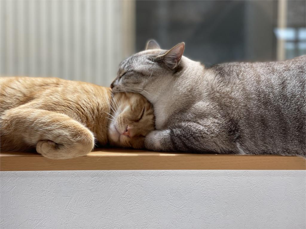 貓咪趁同夥熟睡竟「張嘴咬頭」？網見真相全笑翻：做了好吃的夢吧！