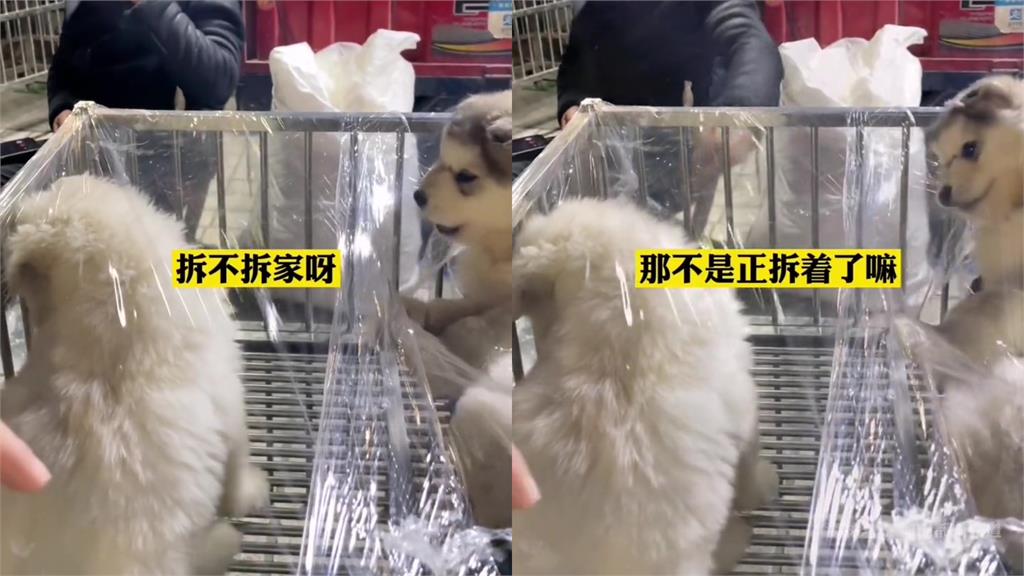 真.阿拉撕家!待售雪橇幼犬「活力大暴走」 超神問答網笑翻:一看就是逆子