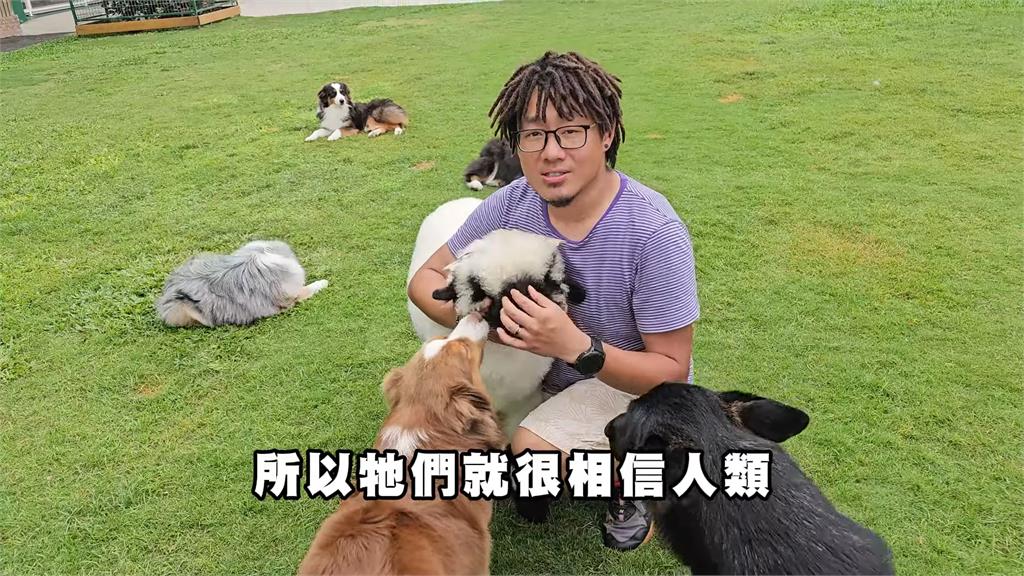 可愛到無法自拔!他成功圓夢飼養「笑笑羊」 跑跳吃草模樣萌翻全網