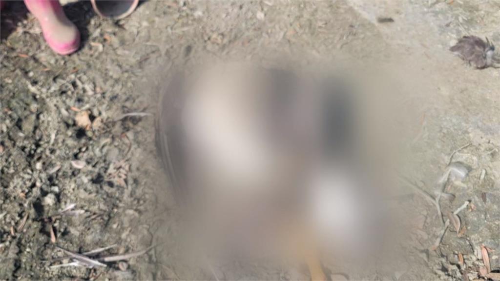 彰化上百隻雞鴨遭咬死 農戶懷疑台灣獼猴是凶手!農業處這樣說
