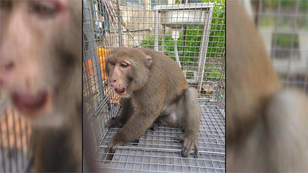 人猴對峙! 高雄市區"獼猴連3天逛大街" 遭麻醉槍捕獲