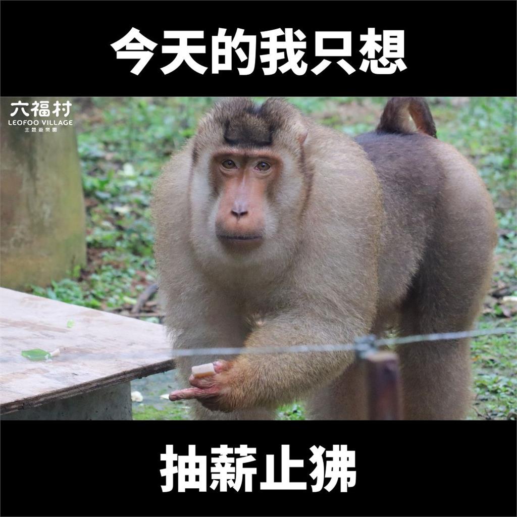好諷刺！六福村6天前「抽薪止狒」貼文被出征　網怒：今天不狒了嗎？