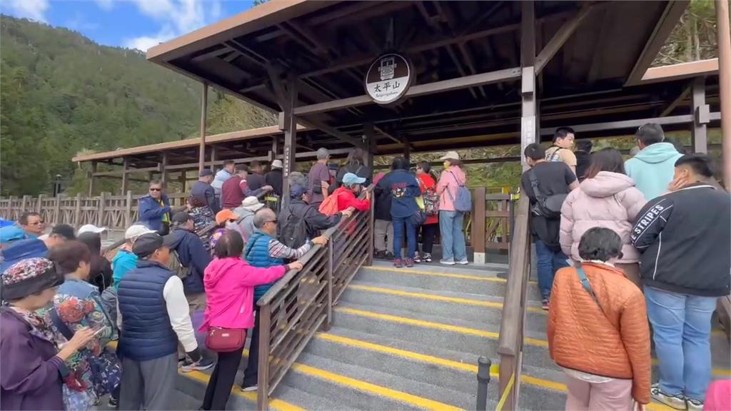 歷經邊坡坍塌!太平山雨過天晴 黃喉貂現身趴趴走