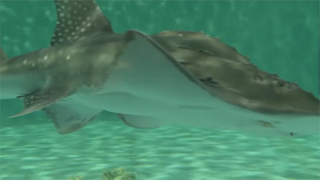 台灣與美國喬治亞水族館合作　極度瀕危「飯匙鯊」10年復育計畫