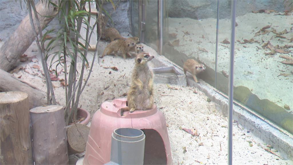 高雄壽山動物園重新開張！　呆萌狐獴、水豚進駐迎客