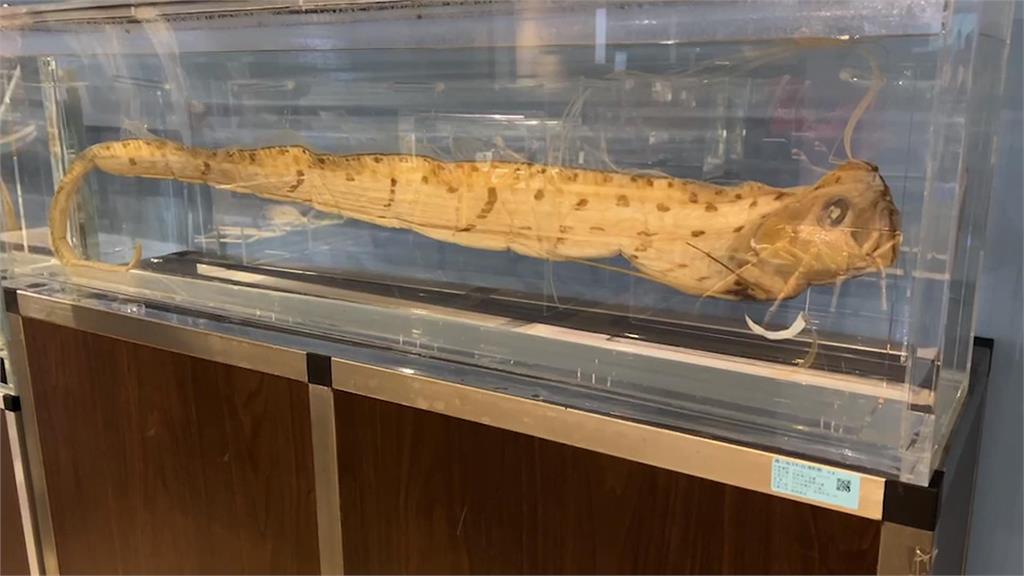深澳海域浮潛拍到活的「皇帶魚」 專家:可遇不可求