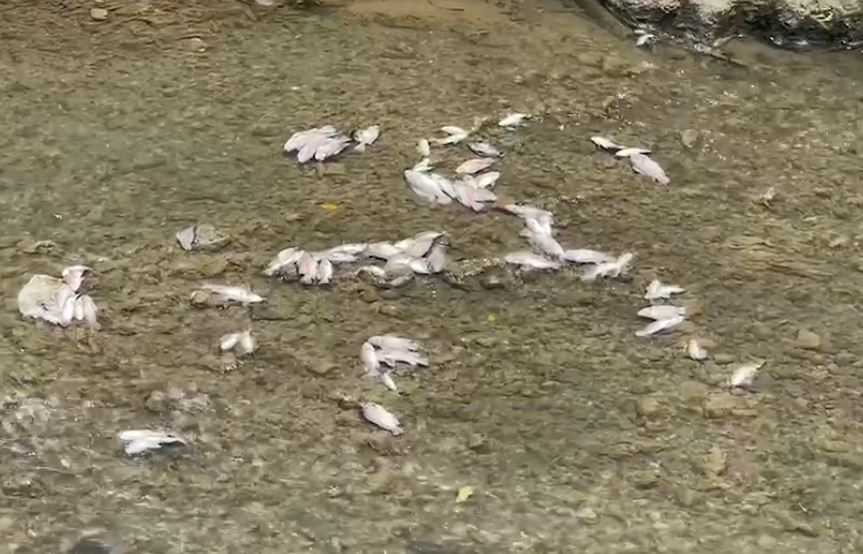 快新聞/天氣炎熱又少雨 基隆鶯歌溪大量魚群缺氧「翻白肚」暴斃