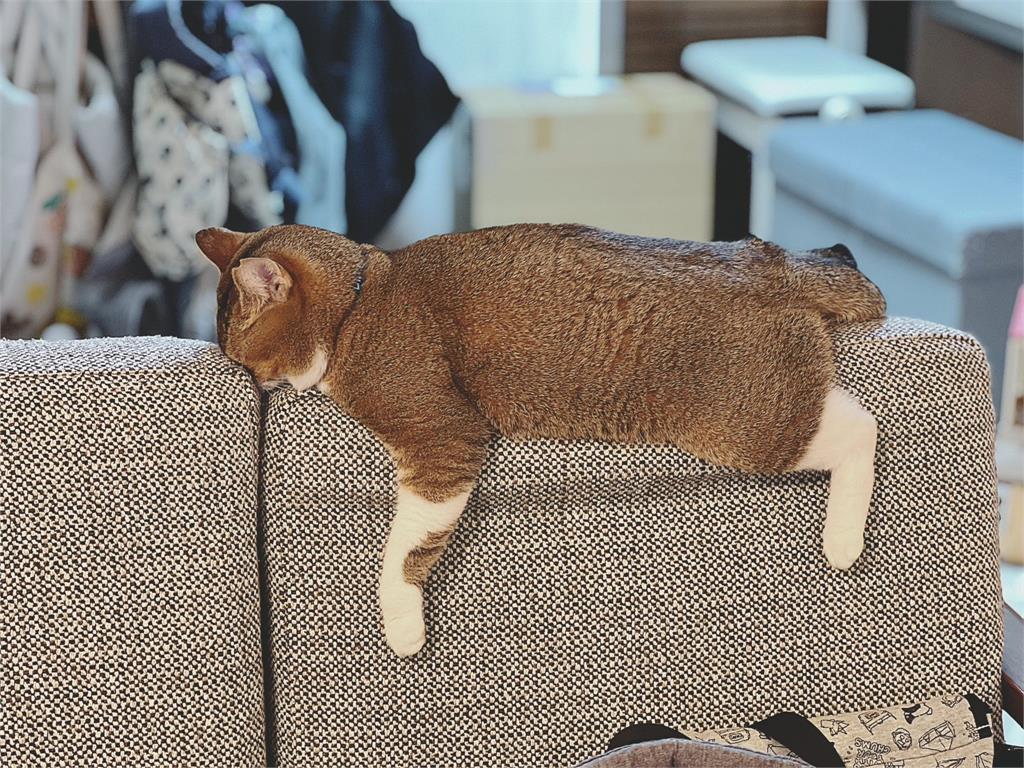 貓界的史努比？喵星人累癱整臉「埋進沙發裡」　奇特睡姿萌暈網