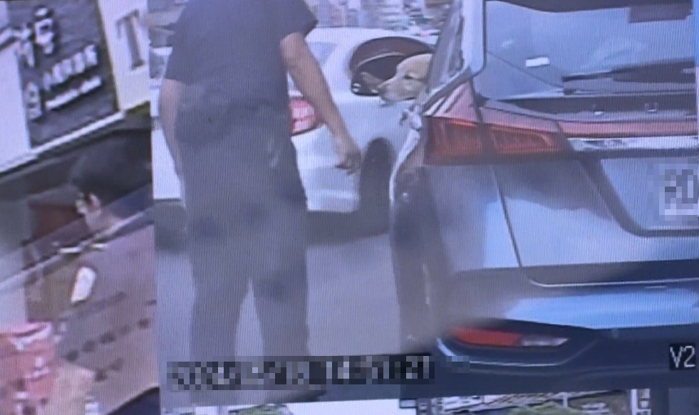 員警取締違停撞見「超萌畫面」　狗狗駕駛座探頭如變「狗駕駛」