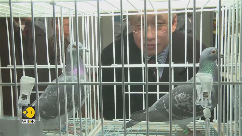 印度關押「中國間諜鴿」？　調查8個月揭曉　竟是台灣賽鴿