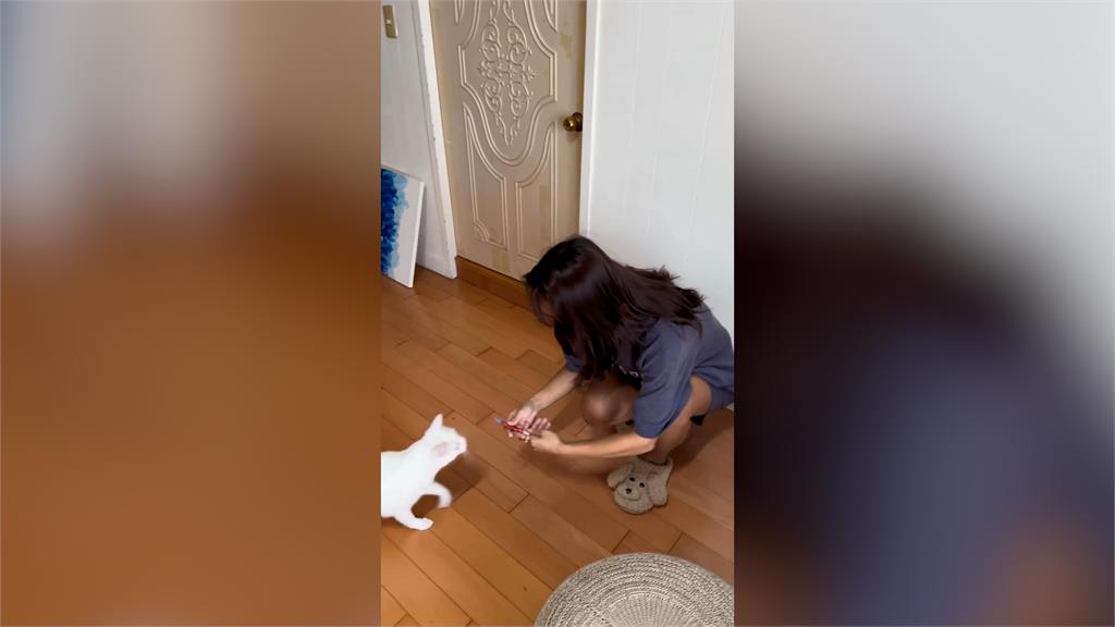 逃難時不怕沒跟上!日本人妻訓練愛貓隨叫隨到 網見這點歪樓笑翻