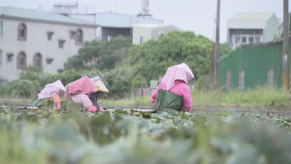 決策者(影)／台灣關稅「暫20%」！「農業紅線」再成新焦點？南部青農曝心聲