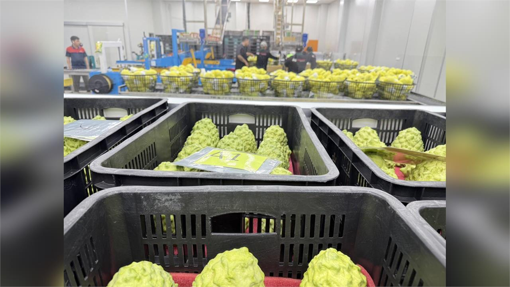 藍白首長差好大！黃偉哲跨縣市「幫台東釋迦外銷 」網看哭：饒慶鈴怎麼比？
