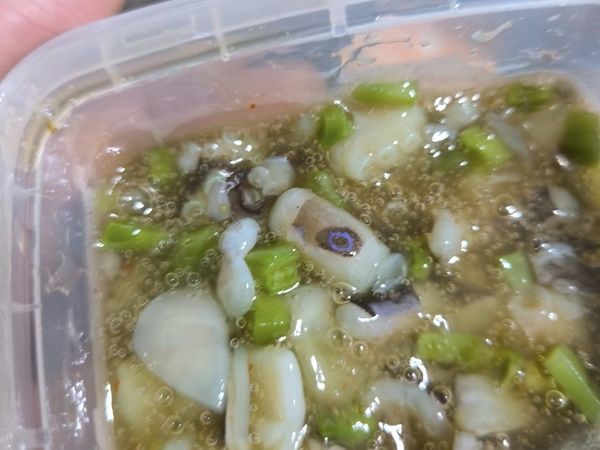 藍環章魚