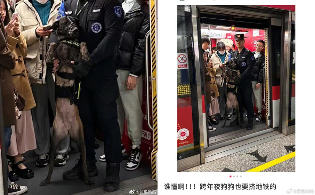 警犬跨年趕場「直挺站地鐵車廂」重點部位被看光！笑翻網：給點隱私