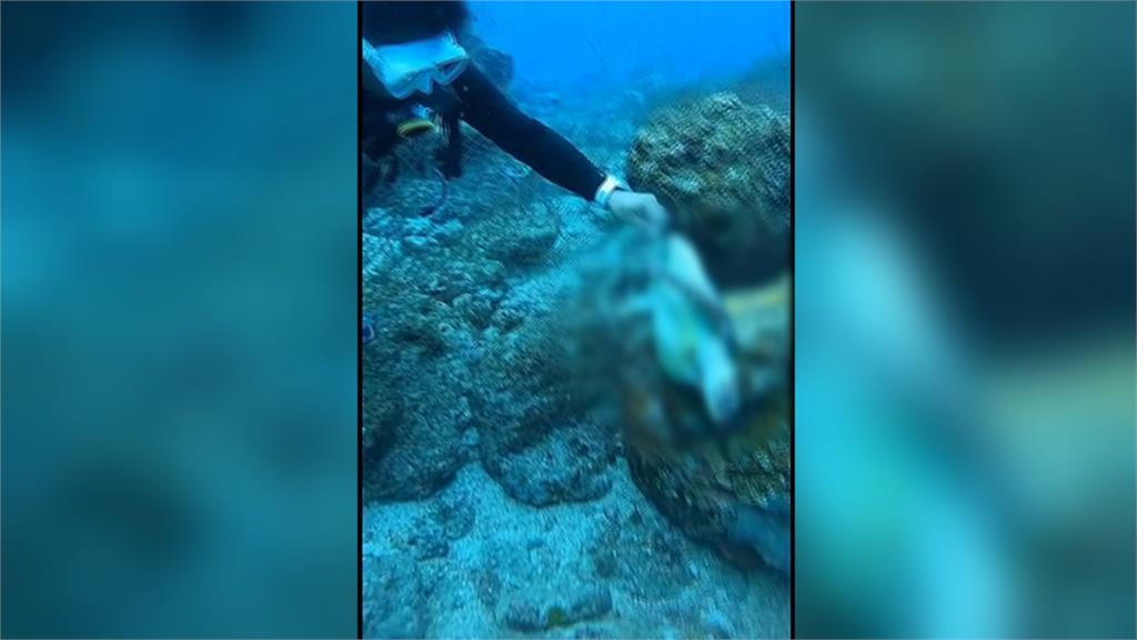 可憐！被漁網纏住　海龜癱軟被潛水人員救出