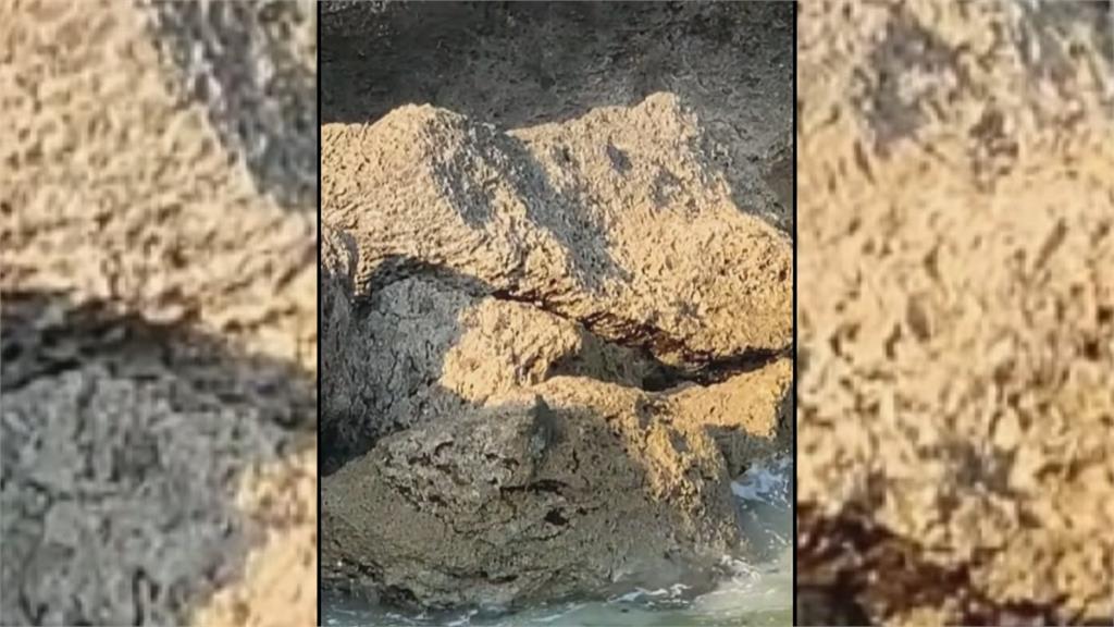 綠鬣蜥疑順海流泳渡登島　小琉球居民急通報