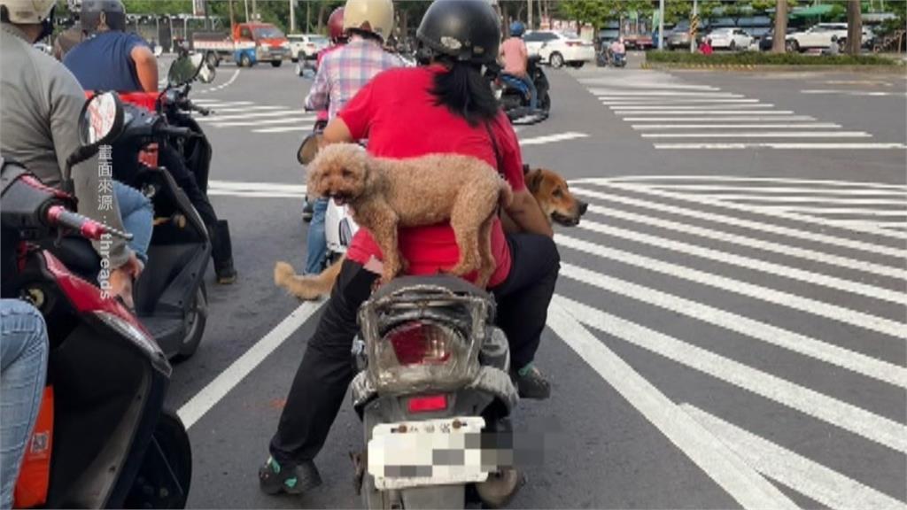 屏東人都這樣載狗？　小黃狗站車頂轉彎還超穩