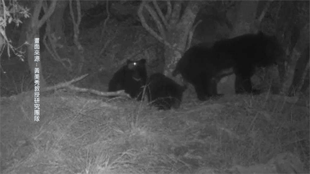 玉山「台灣黑熊」增多趨勢　玉管處曝光母子覓食珍貴畫面