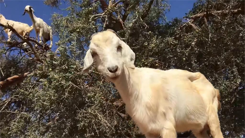 摩洛哥樹上驚見「山羊排排站」可愛畫面引遊客朝聖　背後原因曝光