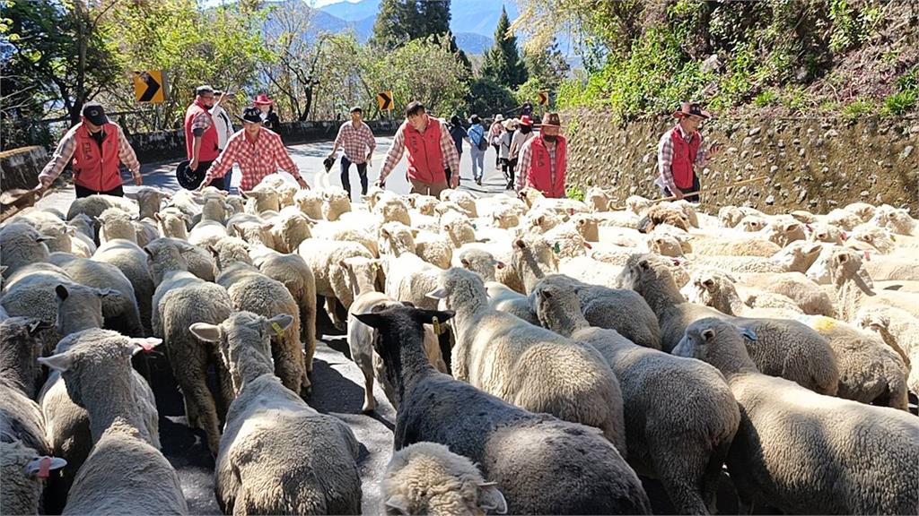 橫走、折回超失控！清境奔羊節吸3000遊客　113隻「山道羊」脫隊畫面曝