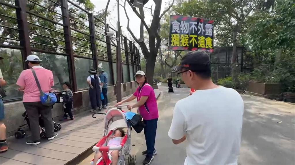 猴子洗劫娃娃車幸嬰兒無受傷　壽山動物園獼猴肆虐狀況嚴重