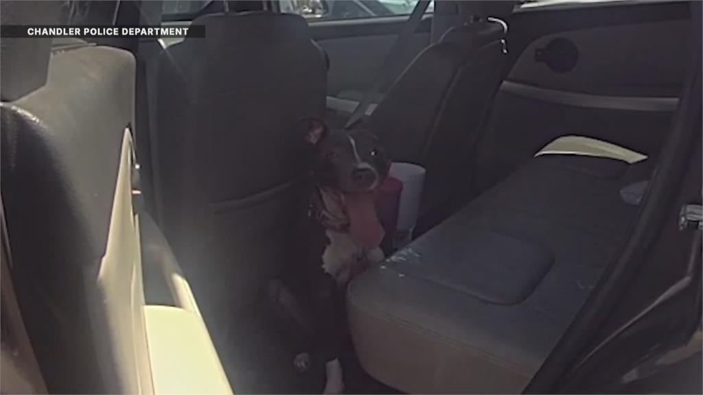 天熱要當心！　美國比特犬遭獨留車內險熱死　飼主依虐待動物送辦