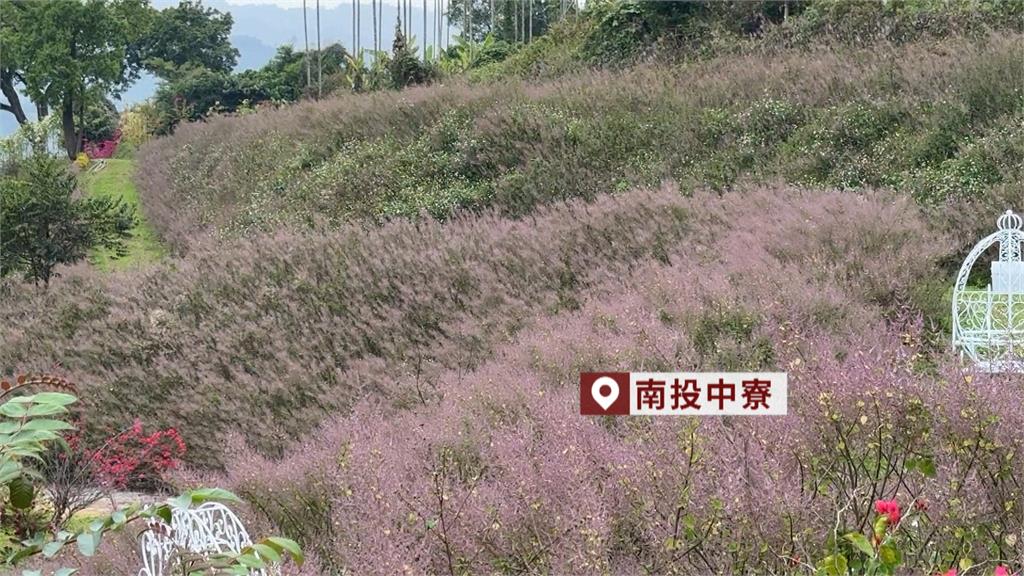 直擊台中、南投櫻花季! 「極致花海」已接近滿開