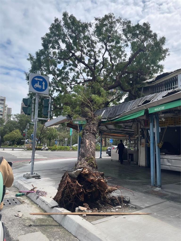 老字號台菜店驚砸「裝置藝樹」人客不甩　飯後剔牙網笑爛：高雄的鬆弛感