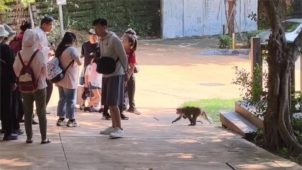 最壞身教！　壽山動物遊客小孩面前　拿雨傘打獼猴