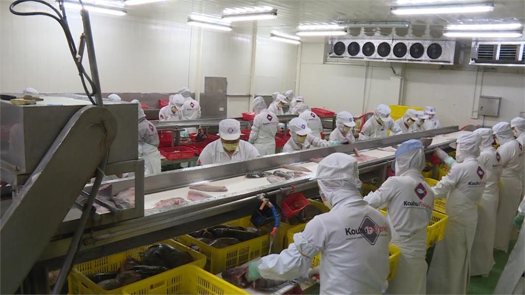 異言堂(影)／別再誤會牠了　吳郭魚早已「身價翻倍」　台灣鯛蛋白質高又低脂