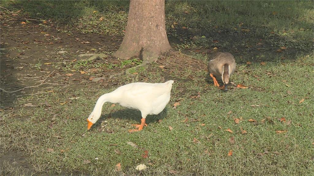 奇美博物館野鵝遭咬死　流浪犬安全問題引關注