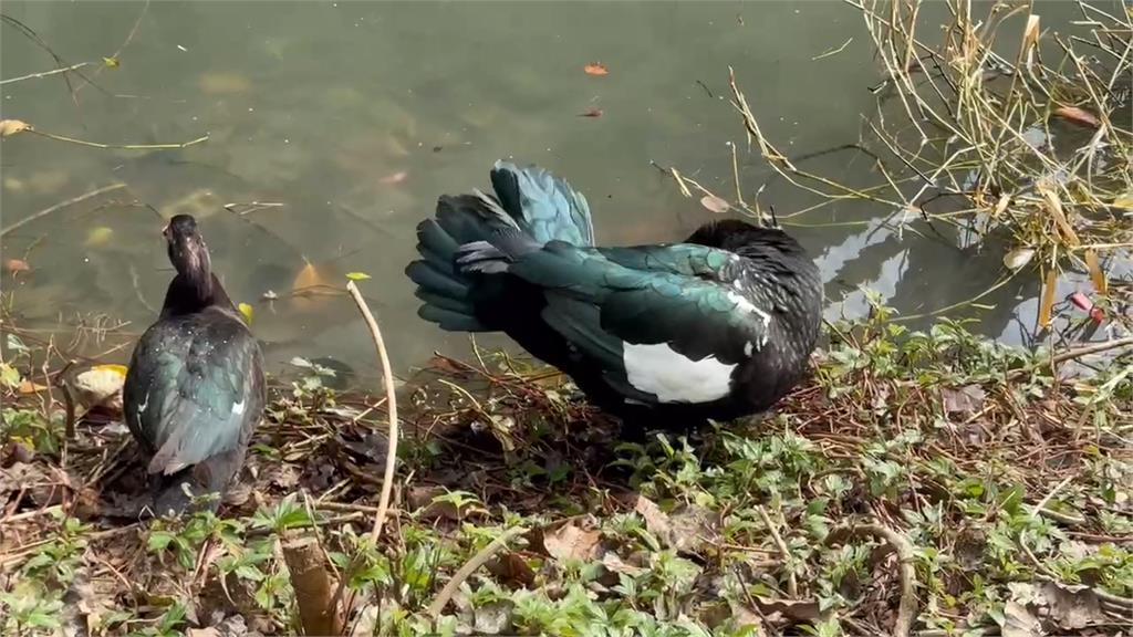 新竹公園「鵝寶」失蹤了! 民眾憂恐遭虐殺