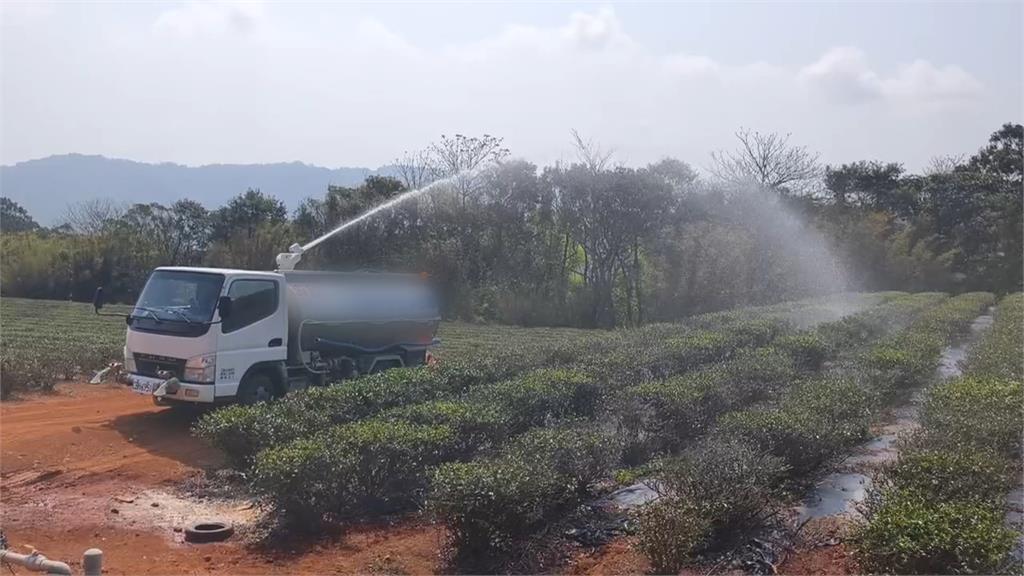 苗栗水情拉警報！　茶農估損失三成　自費請水車澆灌