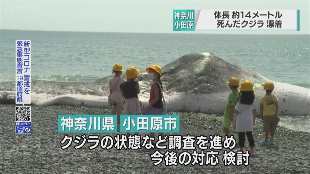 海岸驚見14公尺長鯨魚屍體 應為成年抹香鯨