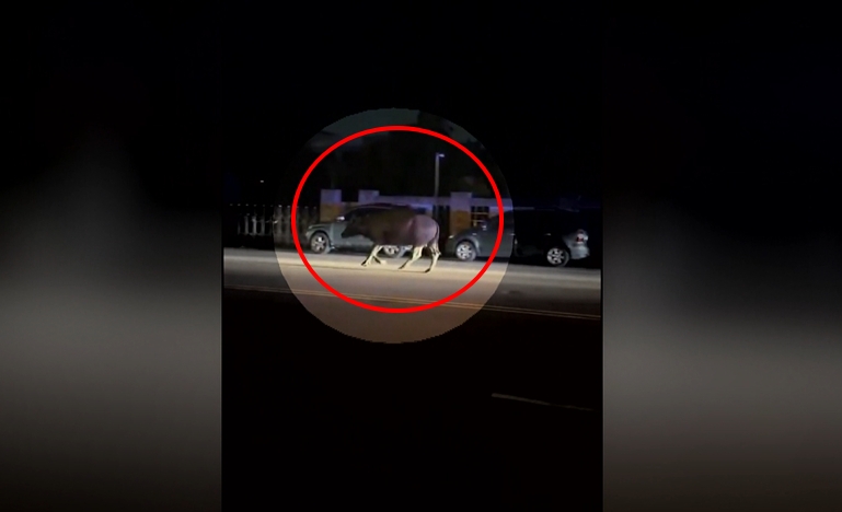 頭份街頭驚見牛隻趴趴走逛大街　警開巡邏車戒護
