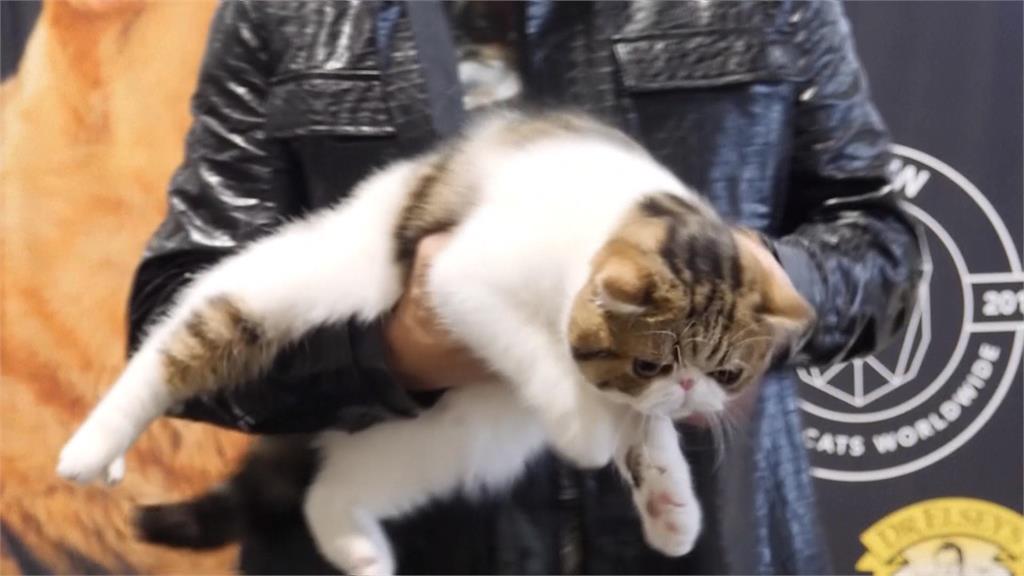 倫敦「最可愛」超模秀　貓咪模特兒走上伸展台引轟動
