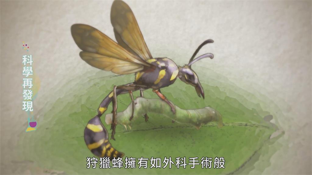 自然生物演化 狩獵蜂精準狩獵技巧