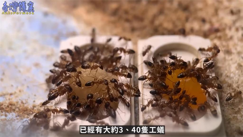 香甜芒果竟然會輸？螞蟻更快吃光台灣這水果　養蟻達人笑虧：纖維太粗了