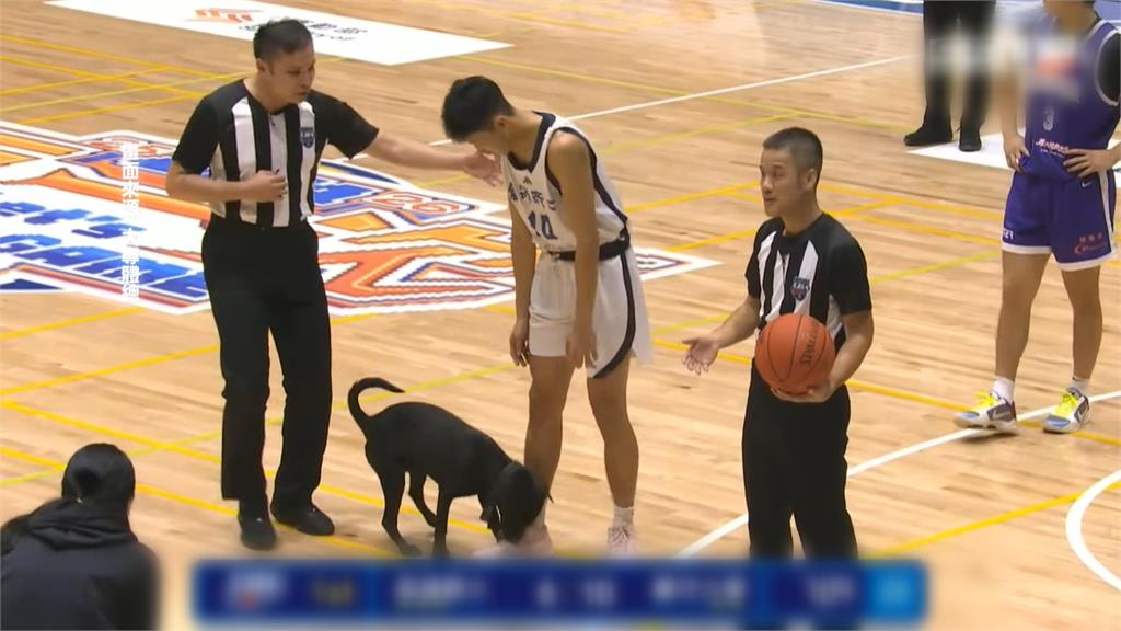 狗狗闖入UBA預賽咬鞋帶！　義守教練姨母笑逗狗