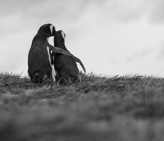 快新聞/李在明稱用企鵝喊話北韓 「見面吧!小正恩小在明」