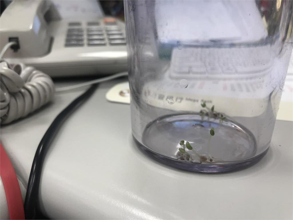 連假前懶得洗杯子!她回公司看傻眼「發芽了」 網笑好賺:自產自足